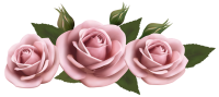 Pink Roses